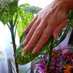 Наращивание и дизайн ногтей, фото №11